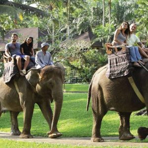 Alternative view of Elephant Ride Tour