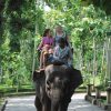 Elephant Ride Tour